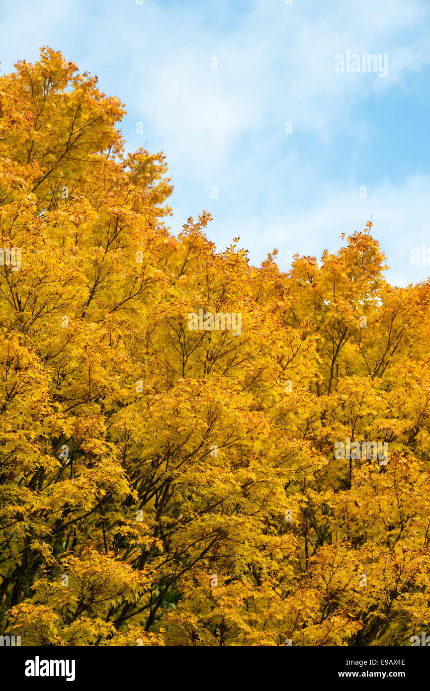 Acer palmatum sango kaku maple tree in autumn Stock Photo - Alamy