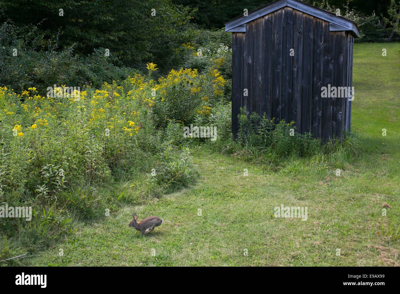 Hopping rabbit and wood shed on the lawn. Stock Photo