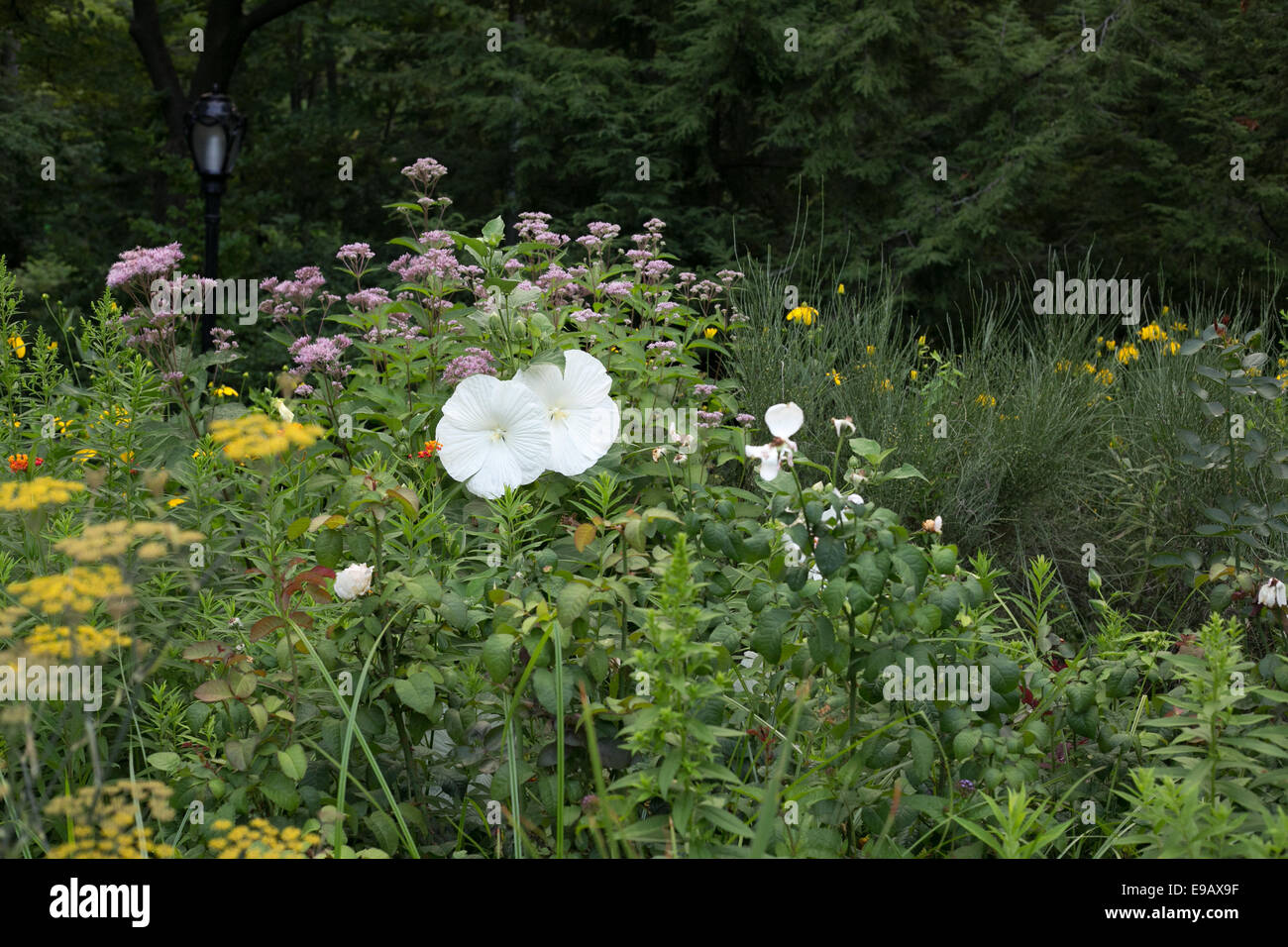 Flowers in Central Park, New York City Stock Photo Alamy
