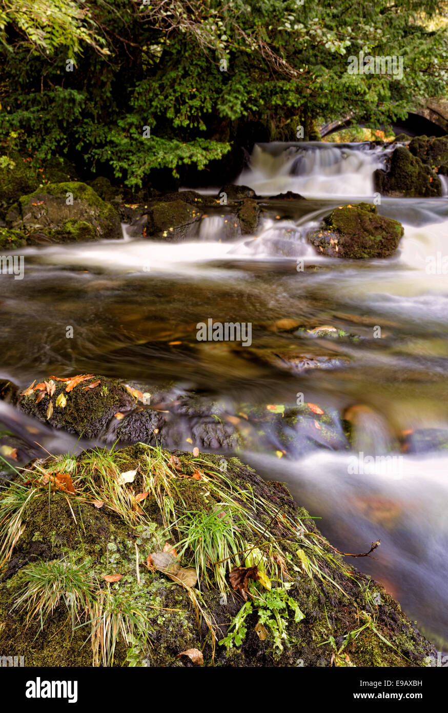 A fast flowing stream runs over rocks on it's way into Coniston lake in the Lake District, Cumbria, UK Stock Photo