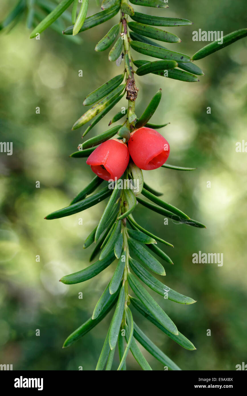 Pair of bright red berries on a Yew Tree Stock Photo