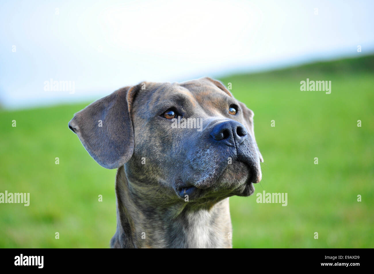 Good Spanish Mastiff Dog Looks Up Lying on the Floor. Portrait Huge Dog.  Copy Space. Stock Image - Image of head, spanish: 134514369