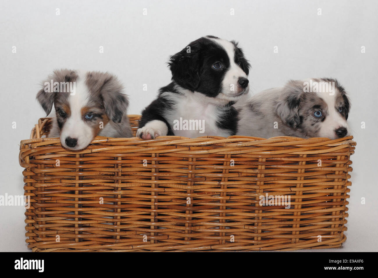 Miniature american shepherd puppies hi-res stock photography and images -  Alamy