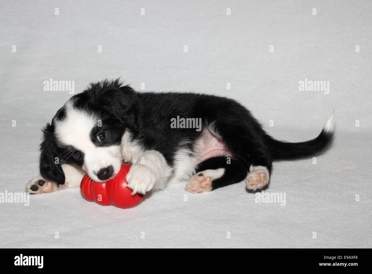 toy american shepherd