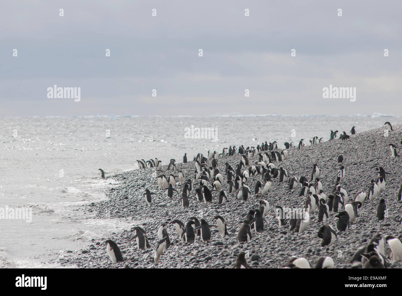 Adélie Penguins (Pygoscelis adeliae), colony, Paulet Island, Antarctic Peninsula, Antarctica Stock Photo