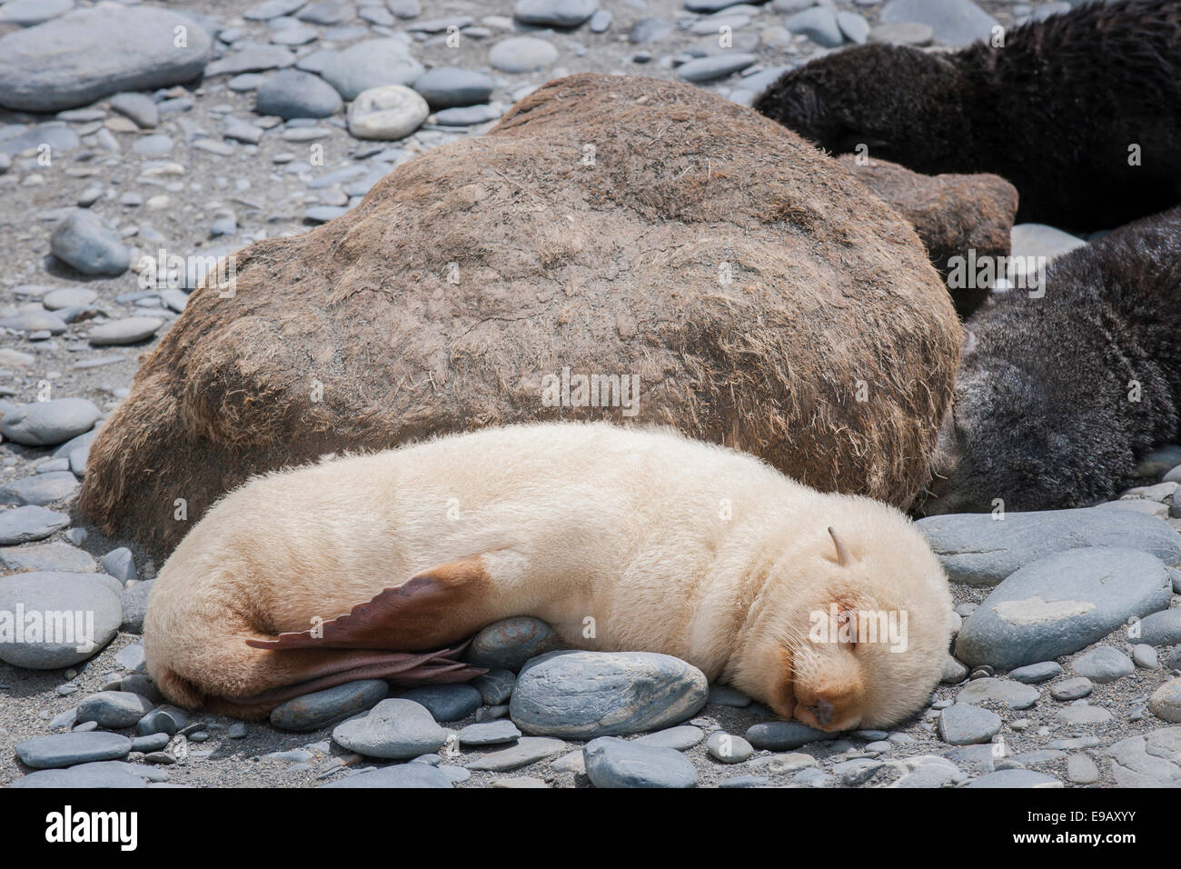 Albino seal hi-res stock photography and images - Alamy