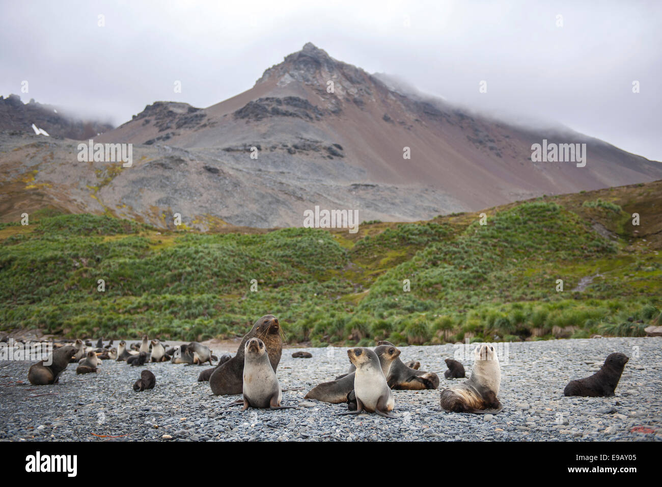 Bull antarctic fur seals hi-res stock photography and images - Alamy