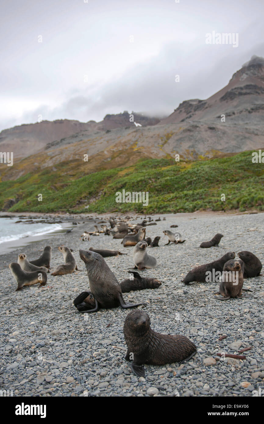 Bull antarctic fur seals hi-res stock photography and images - Alamy