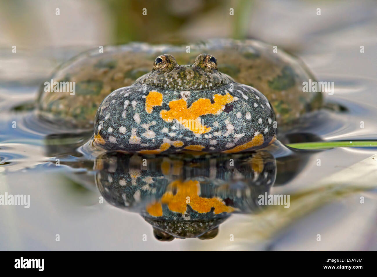 Fire-bellied Toad or Firebelly Toad (Bombina bombina), croaking, reflection, seepage water, Middle Elbe, Saxony-Anhalt, Germany Stock Photo