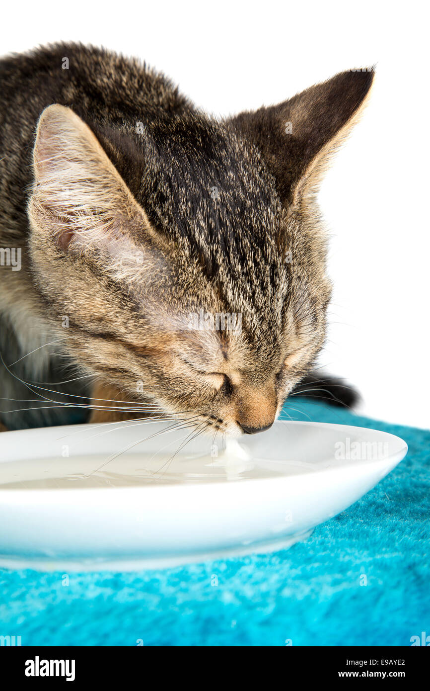 kitty drinking milk