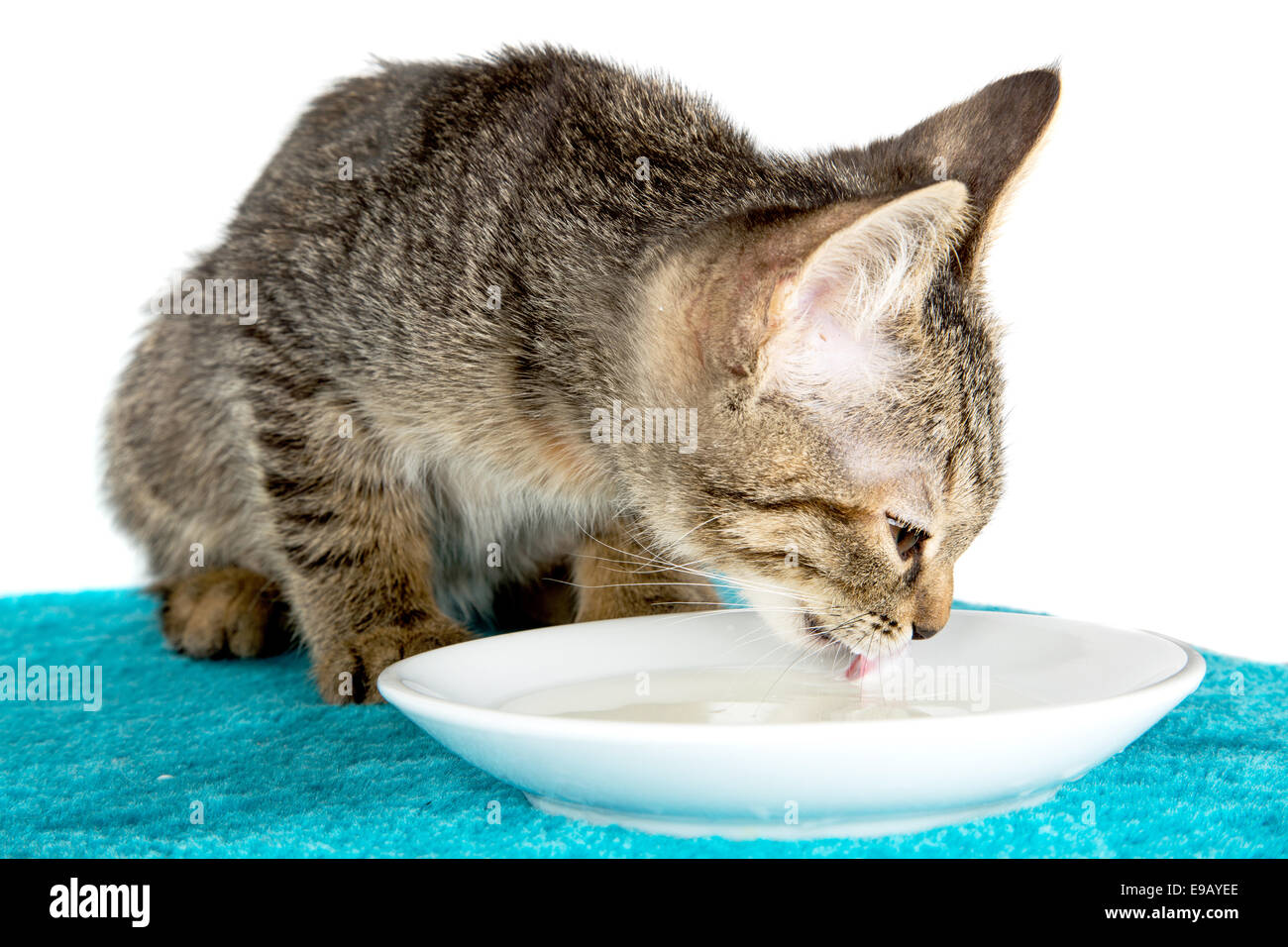 Котенок лакает. Кошка лакает молоко. Кошка лакает из миски. Рыжий котёнок лакает молоко. Котенок пьет молоко.