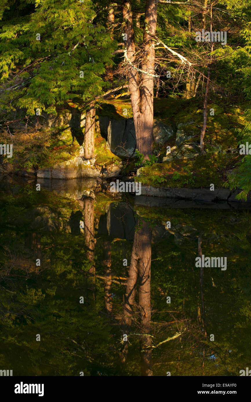 Trees reflected in water in early morning light, Foster, Eastern Townships, Quebec Province, Canada Stock Photo