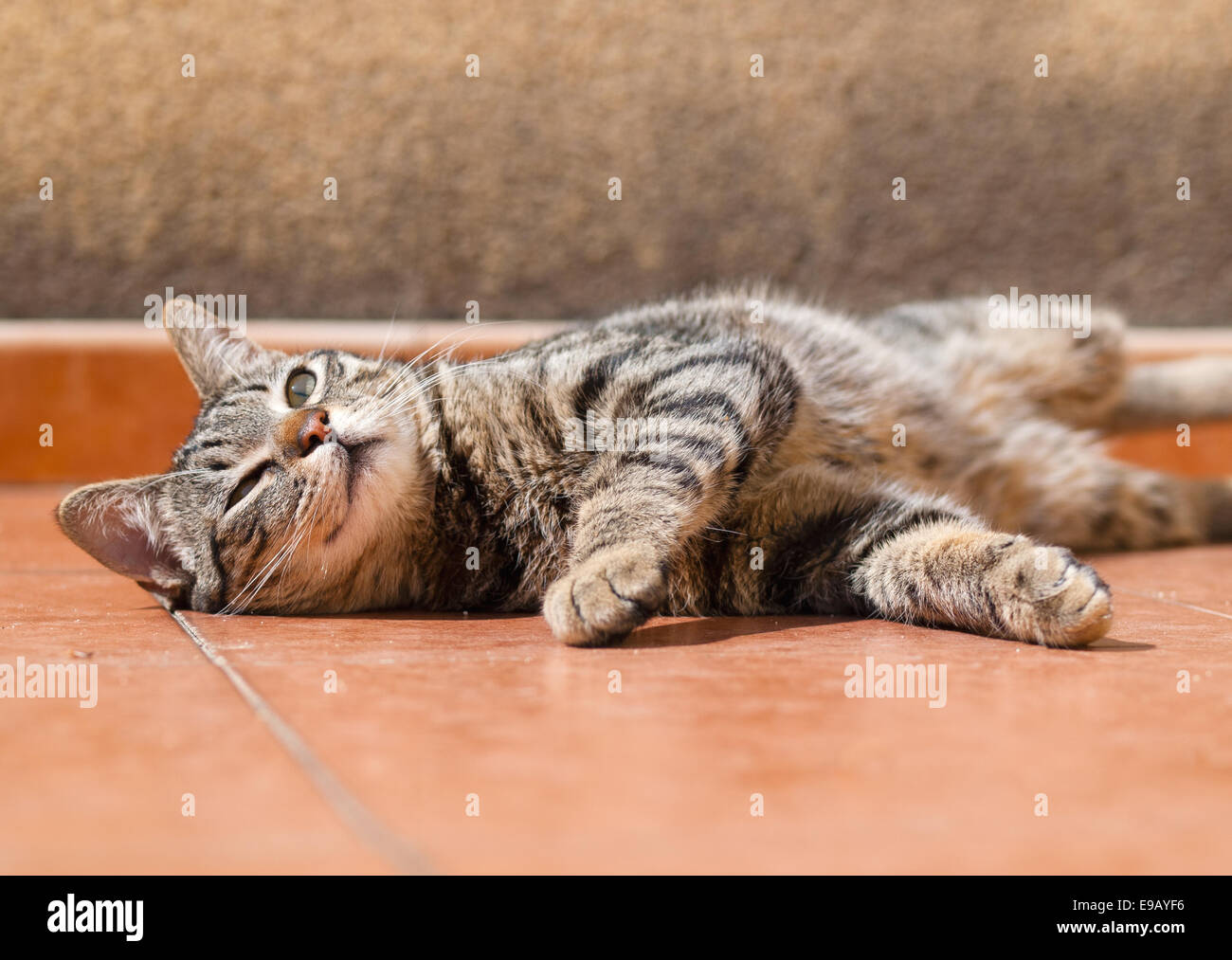 Wallowing cat hi-res stock photography and images - Alamy
