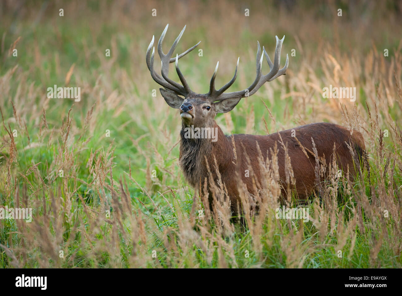 Red Deer (Cervus elaphus), stag, captive, Saxony, Germany Stock Photo