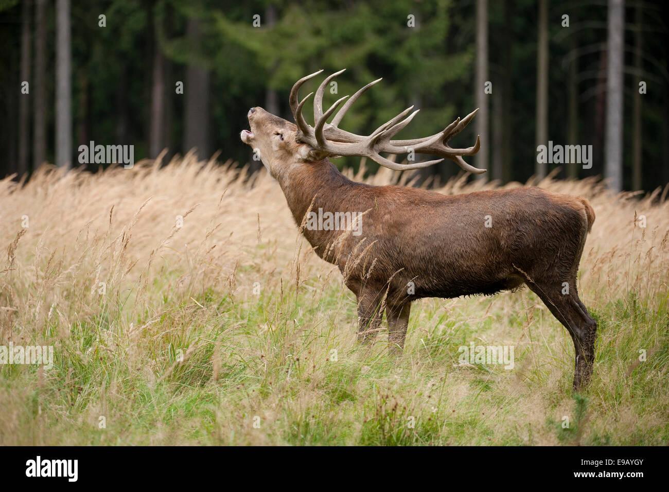 Red Deer (Cervus elaphus), stag during the rutting season, captive, Saxony, Germany Stock Photo