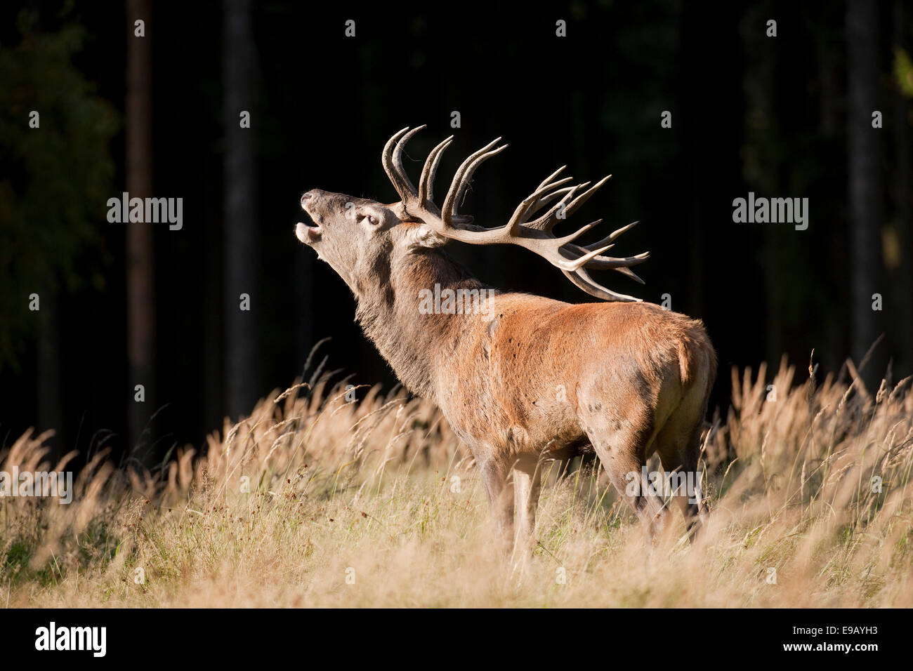 Red Deer (Cervus elaphus), stag during the rutting season, captive, Saxony, Germany Stock Photo
