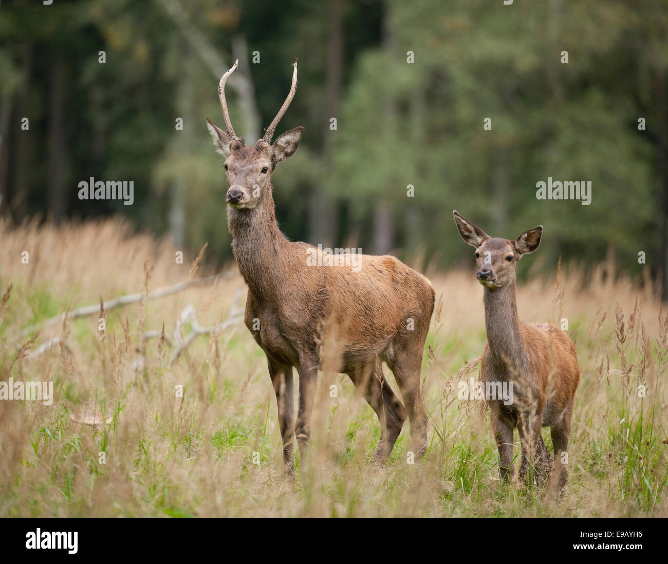 Red Deer (Cervus elaphus), young stag and calf, captive, Saxony, Germany Stock Photo