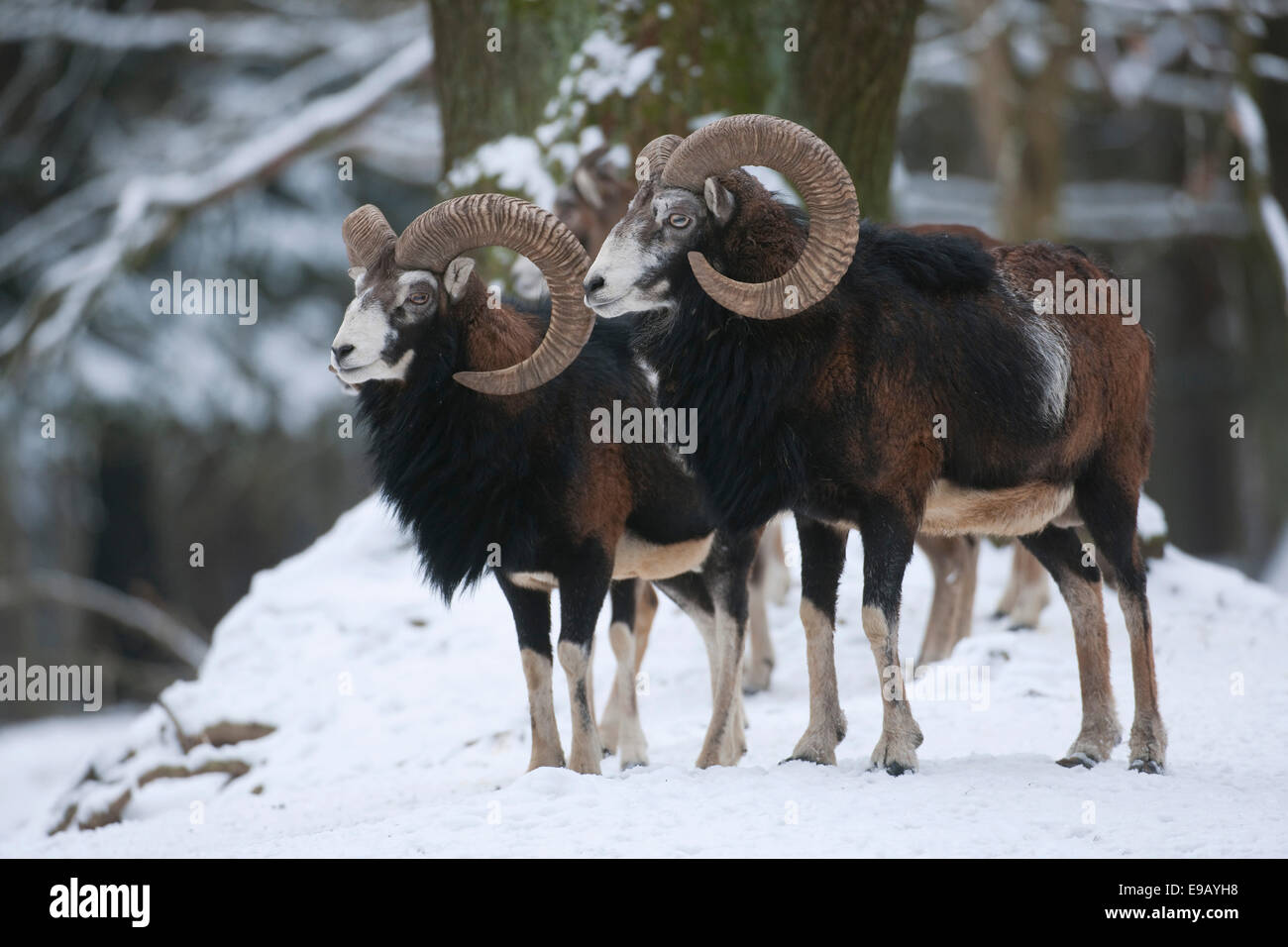 European mouflon (Ovis ammon musimon), two rams standing in snow, captive, Saxony, Germany Stock Photo