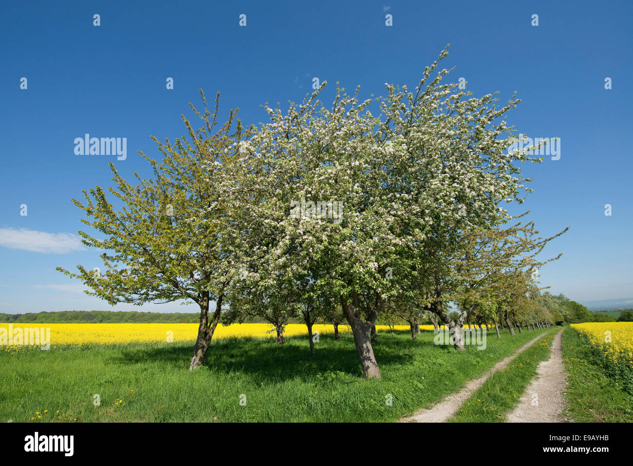 Blossoming Apple Trees (Malus domestica), Thuringia, Germany Stock ...
