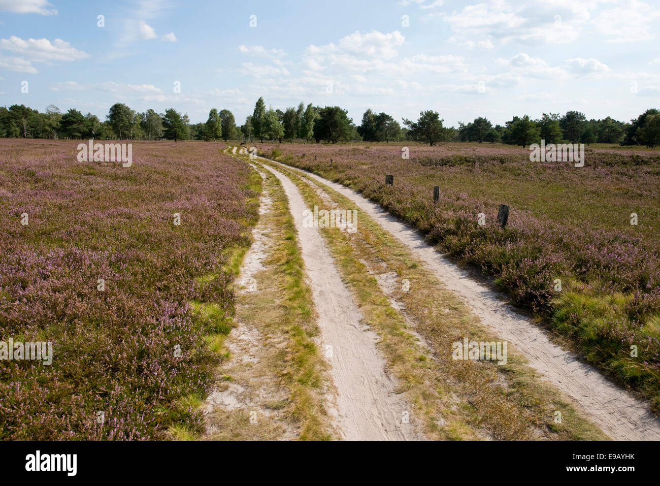 Path through heathland, Schneverdingen, Lower Saxony, Germany Stock Photo