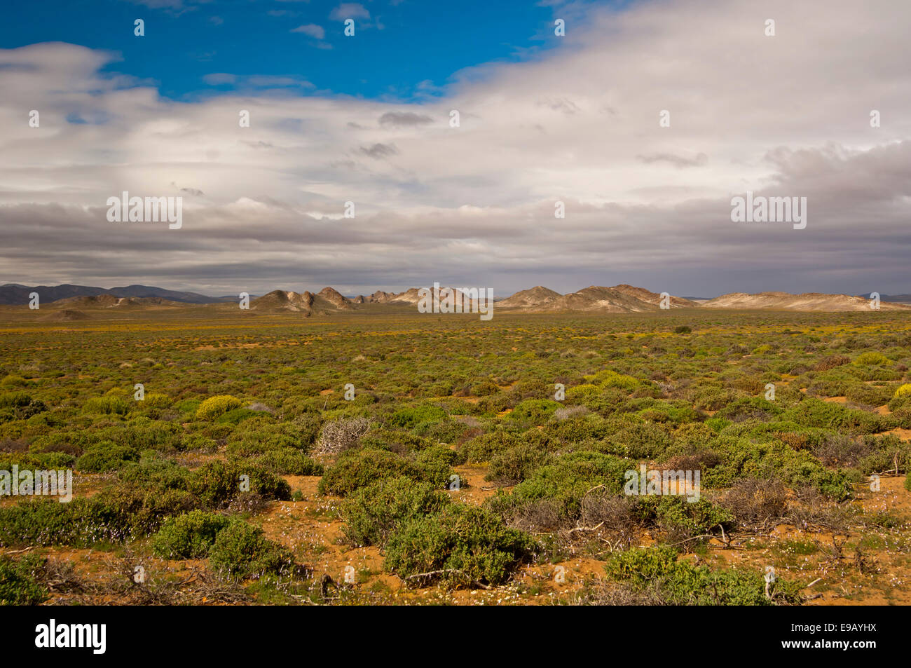 Nama Karoo low-shrub vegetation area, Richtersveld, Northern Cape Province, South Africa Stock Photo