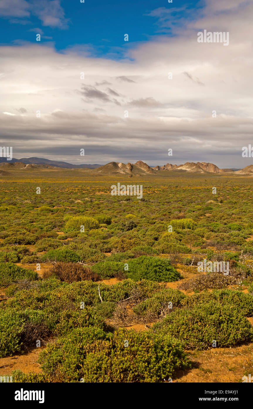 Nama Karoo low-shrub vegetation area, Richtersveld, Northern Cape Province, South Africa Stock Photo