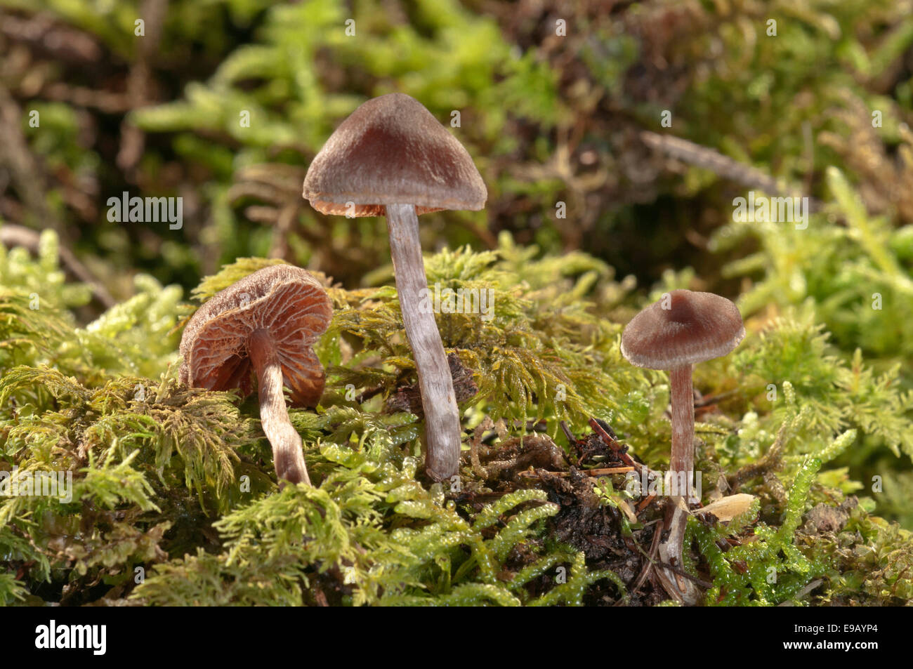 Cortinar or Webcap Mushrooms (Cortinarius subsertipes), Baden-Württemberg, Germany Stock Photo
