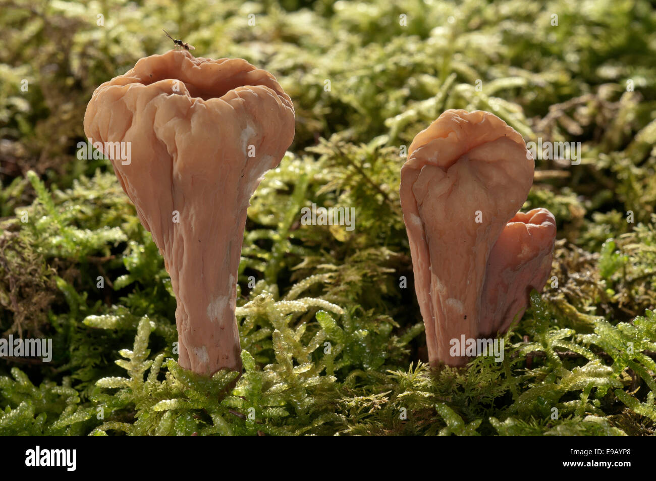 Giant Club Fungus (Clavariadelphus pistillaris), Baden-Württemberg, Germany Stock Photo