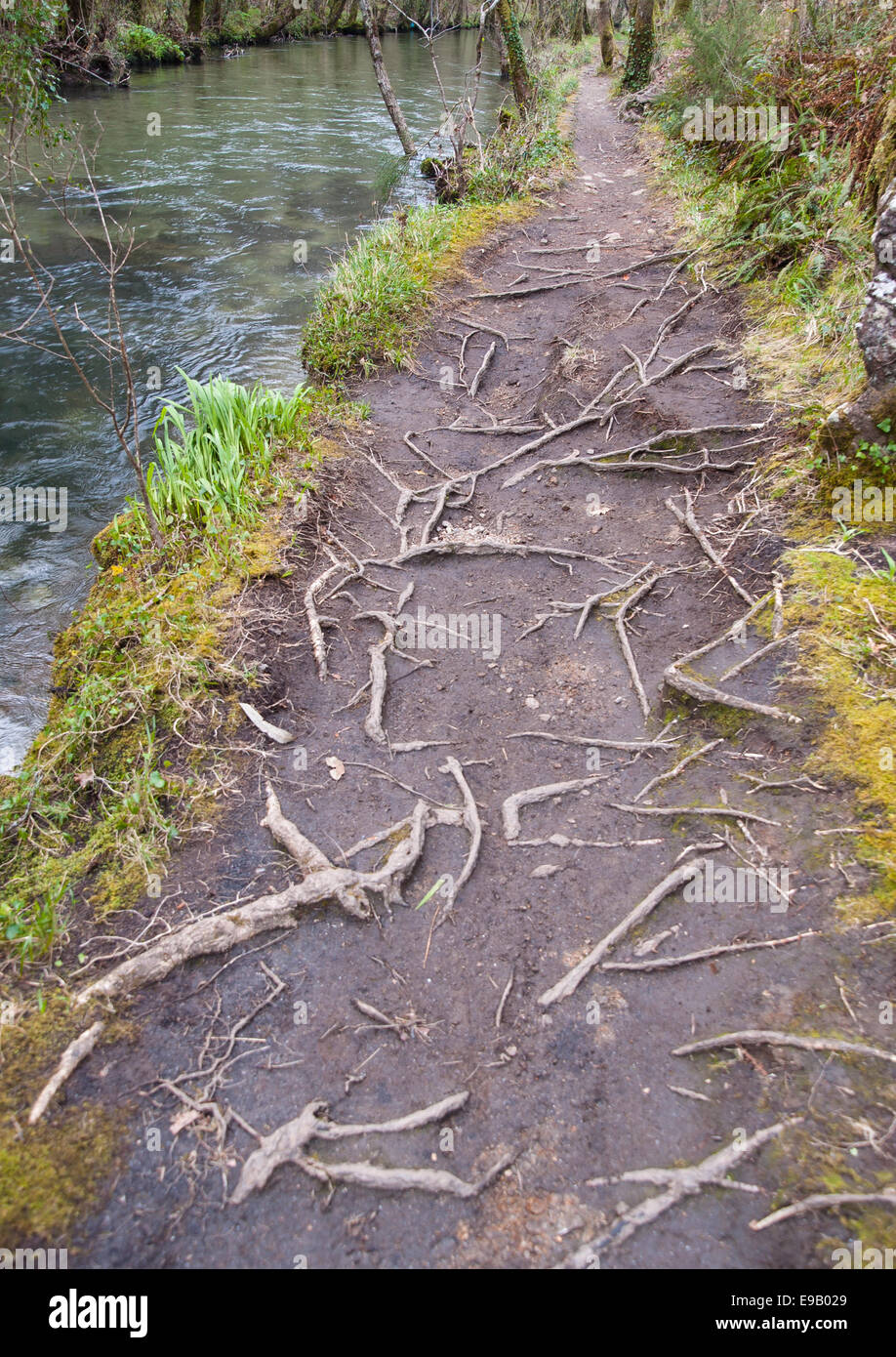 Hiking trail with tree roots in the forest hi-res stock photography and ...