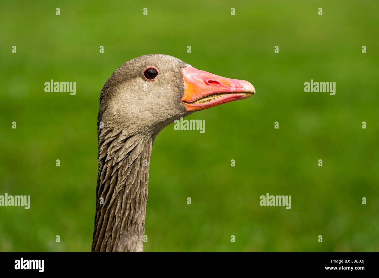 Greylag Goose (Anser anser), Bavaria, Germany Stock Photo