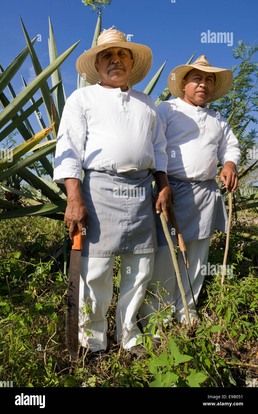 Sisal workers in an agave field at the Hacienda de Sotuta de Peon, Mérida, Yucatán, Mexico Stock Photo