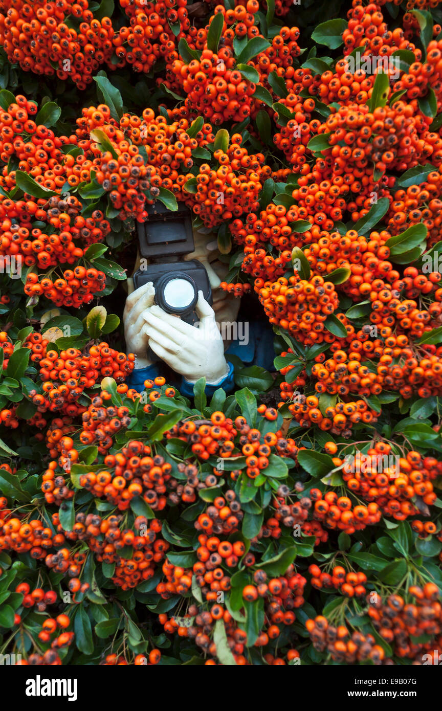Paparazzi figure with a camera in Firethorn (Pyracantha), Bavaria, Germany Stock Photo