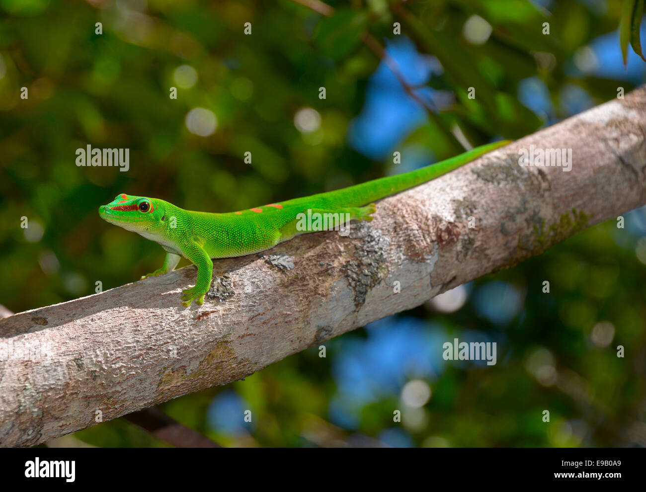 Giant Day Gecko (Phelsuma madagascariensis grandis), Ankany ny Nofy, Madagascar Stock Photo