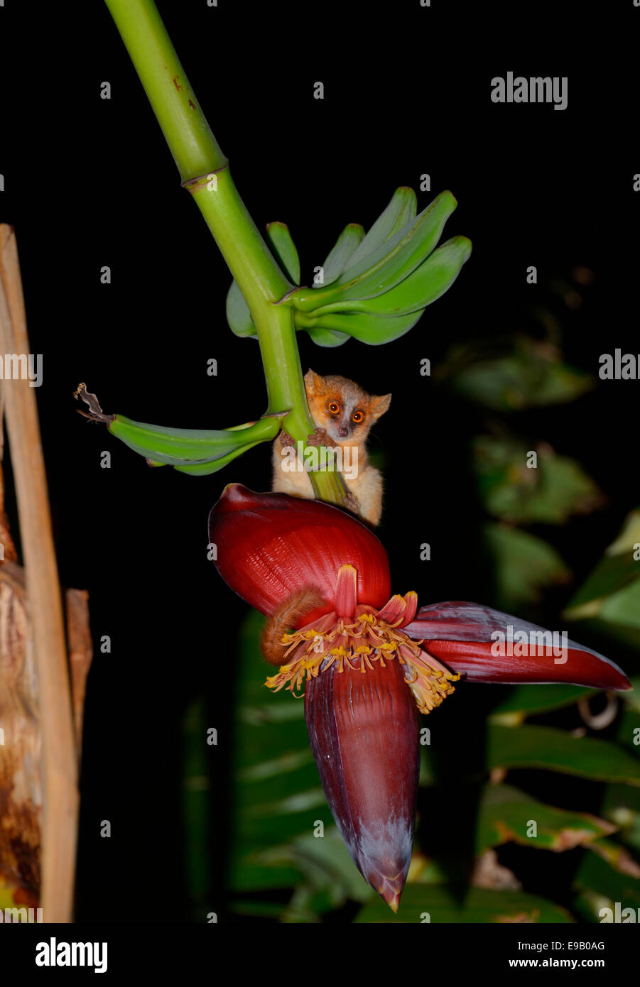 Golden brown mouse lemur (Microcebus ravelobensis) Ankarafantsika National Park, Madagascar Stock Photo