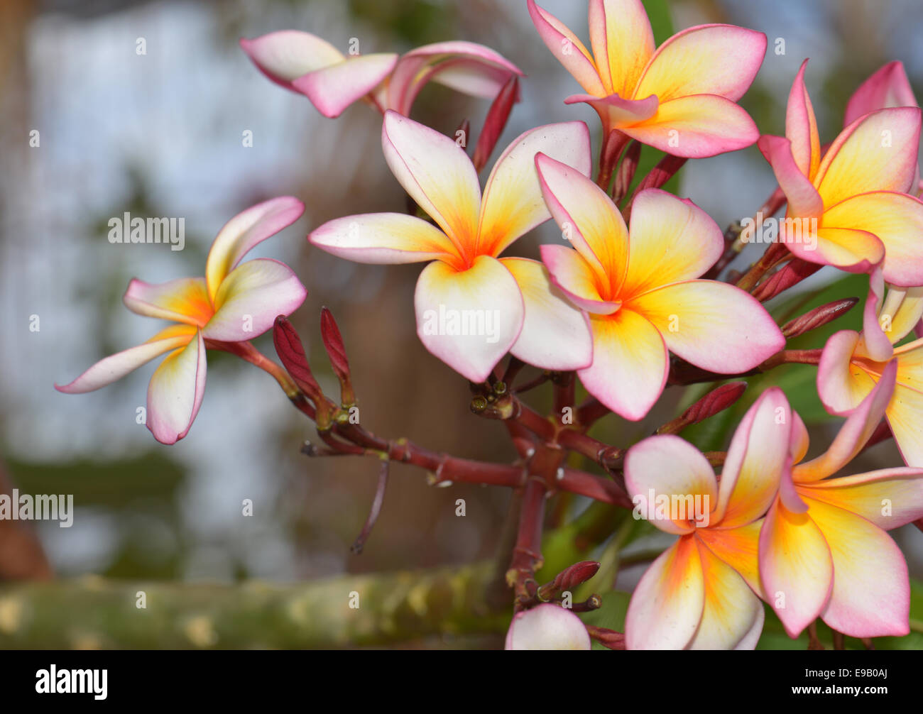 Frangipani flowers (Plumeria sp.), Madagascar Stock Photo