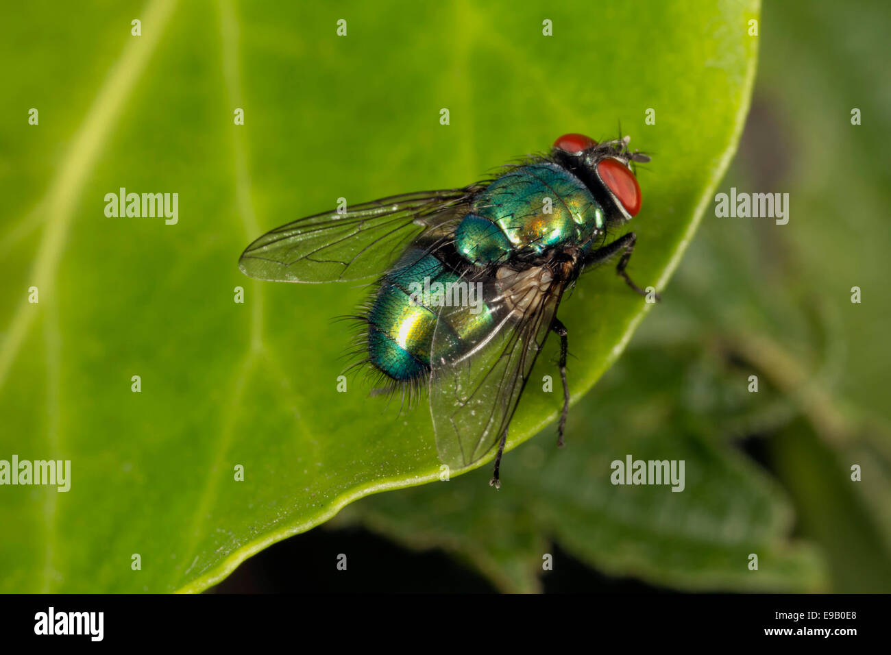 Bluebottle fly (Calliphora vomitoria), Wales, United Kingdom Stock Photo