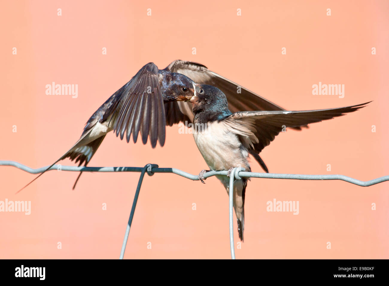 Barn Swallow (Hirundo rustica) feeding young bird, North Hesse, Hesse, Germany Stock Photo