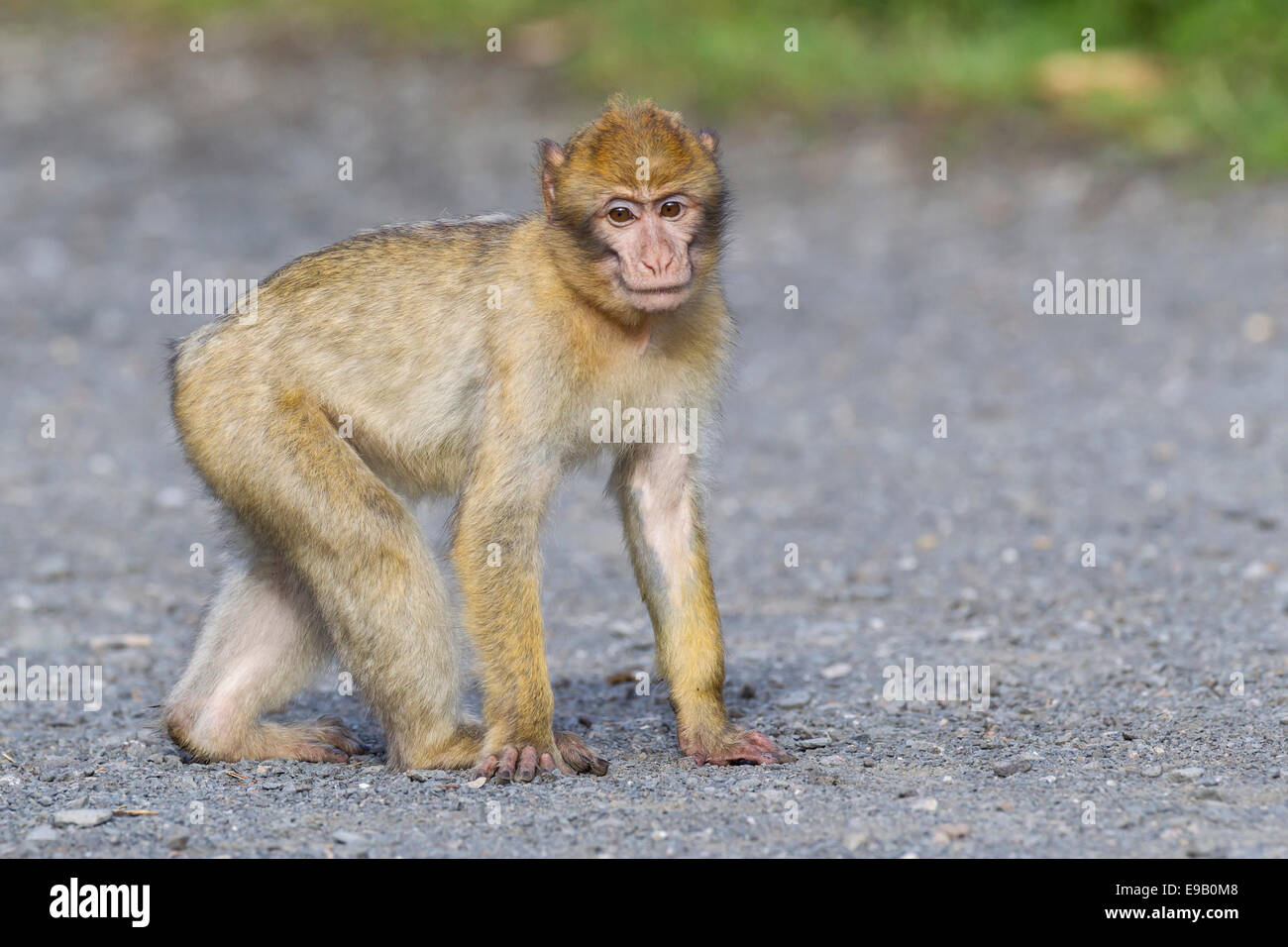 Barbary Macaque (Macaca sylvanus), adult, captive, Rhineland-Palatinate, Germany Stock Photo