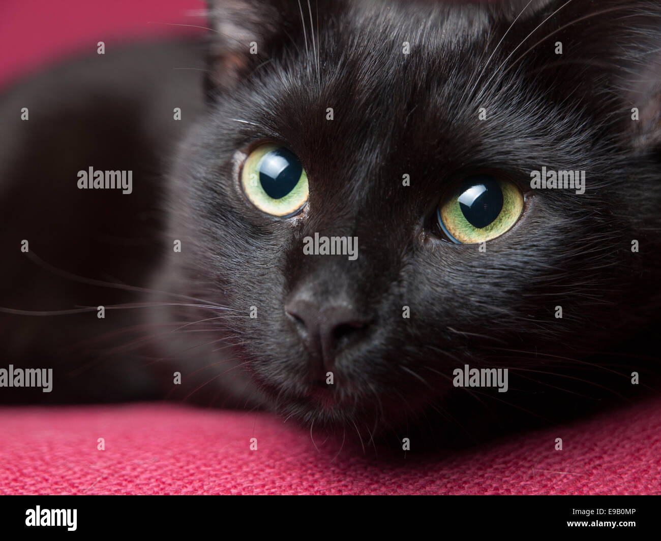 Portrait of a beautiful black cat at home Stock Photo Alamy