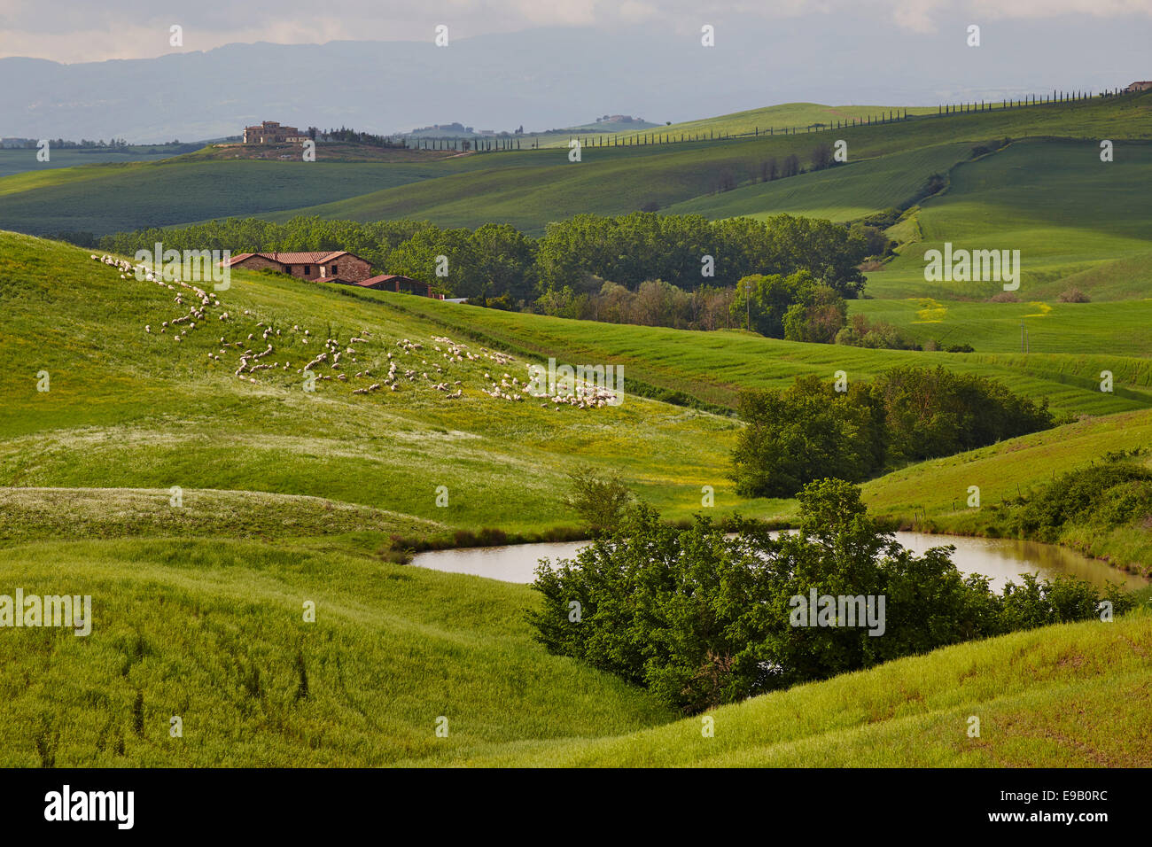 Hilly landscape of the Crete Senesi with flock of sheep, Asciano, Arbia, Tuscany, Italy Stock Photo