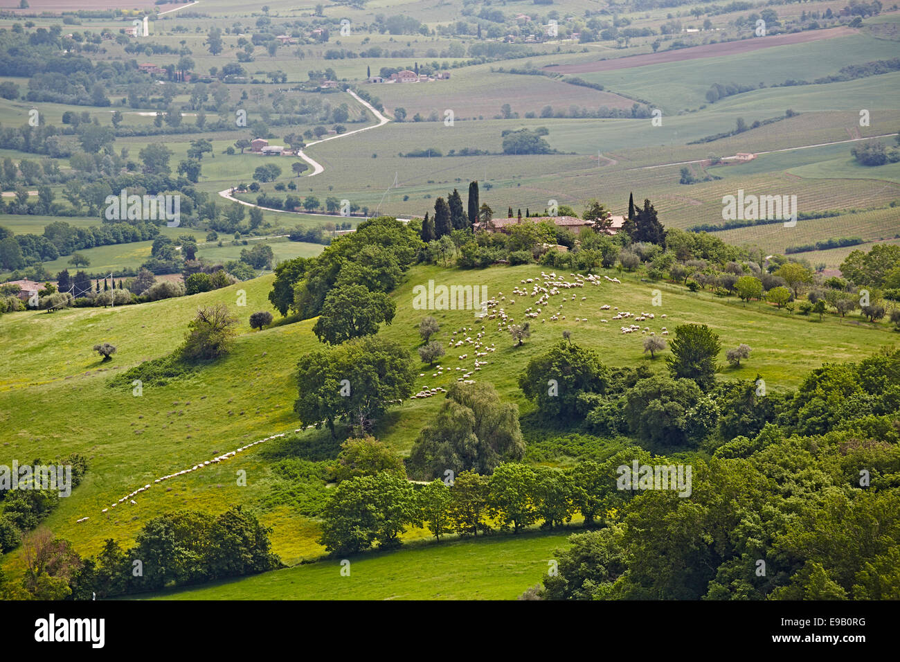 Hilly landscape with flock of sheep, Crete Senesi, Montefollonico, Tuscany, Italy Stock Photo