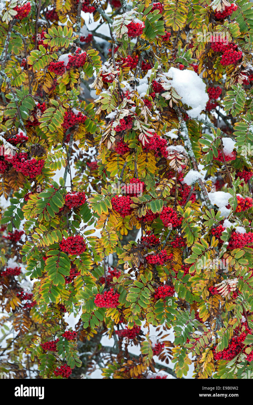 European Mountain Ash or Rowan (Sorbus aucuparia) with snow, Tyrol, Austria Stock Photo