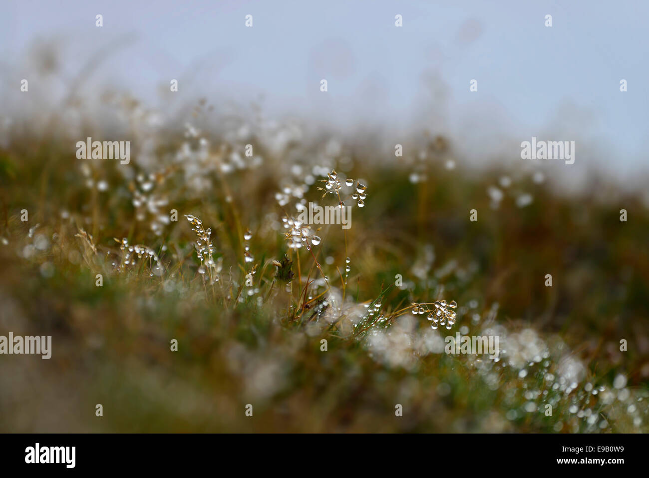 Grass with dew drops, Penser Joch, South Tyrol or Trentino-Alto Adige, Italy Stock Photo