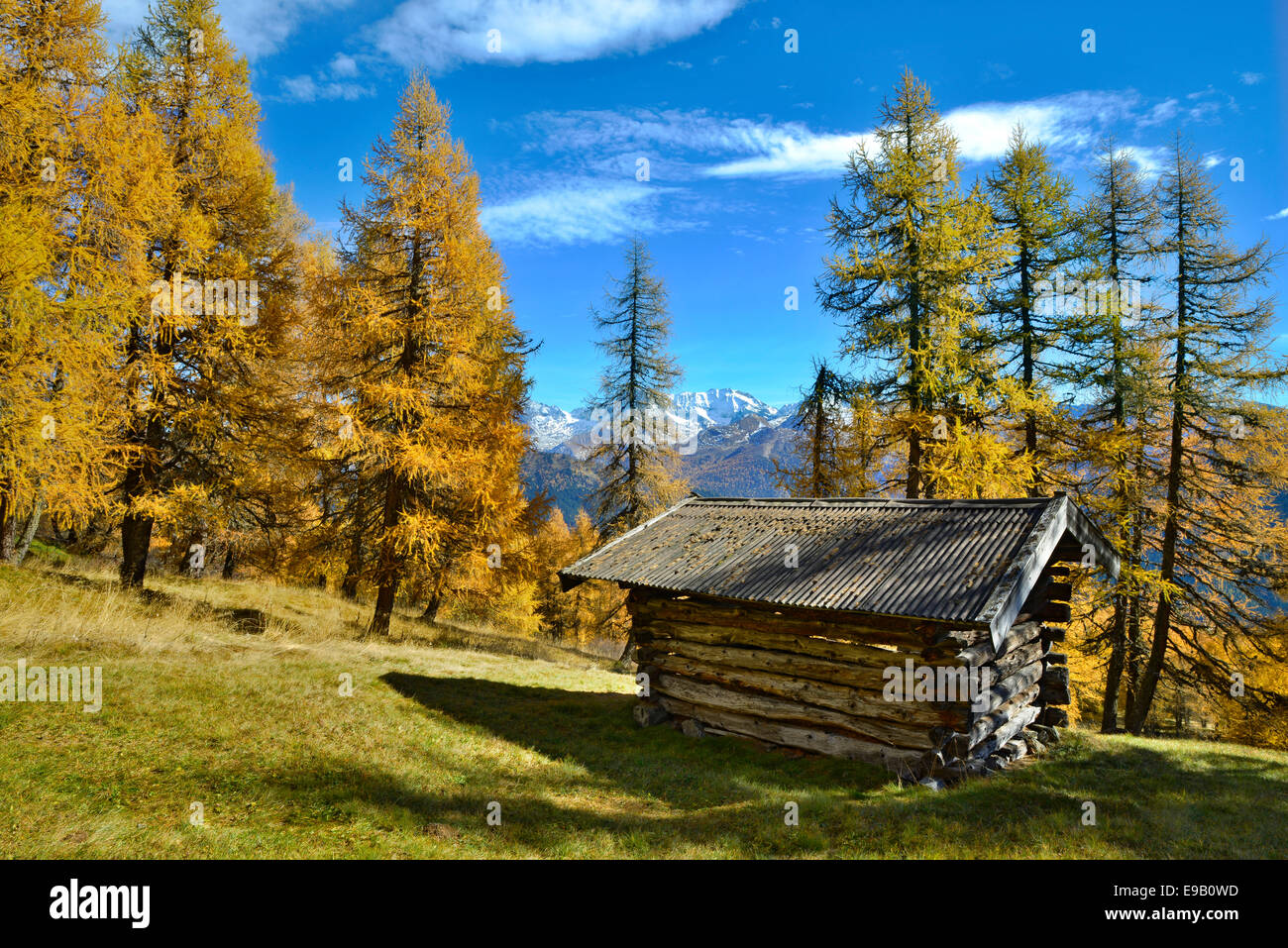 Hut, larch meadows, European Larch (Larix decidua), in autumn, Obernbergtal, Tyrol, Austria Stock Photo