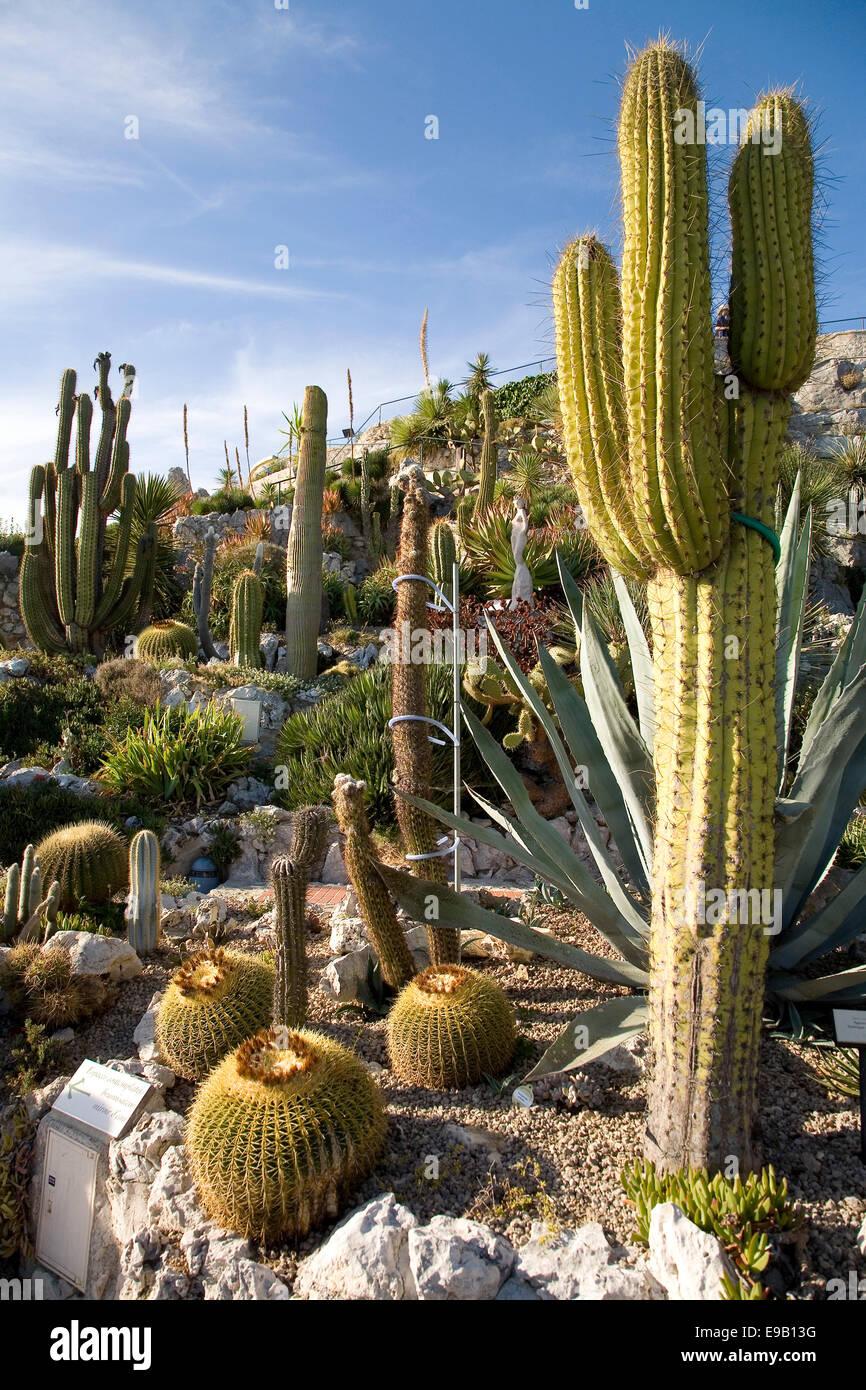 Cactus in the gardens of Jardin Exotique, Èze Village, Èze,  Provence-Alpes-Côte d'Azur, France Stock Photo - Alamy