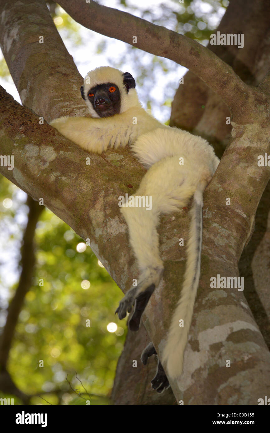 Van Der Decken's Sifaka (Propithecus deckenii), Tsingy de Bemaraha