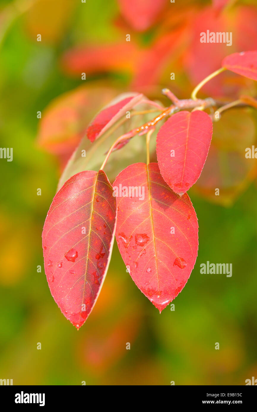 Allegheny Serviceberry (Amelanchier laevis), coloured leaves in autumn, Baden-Württemberg Stock Photo
