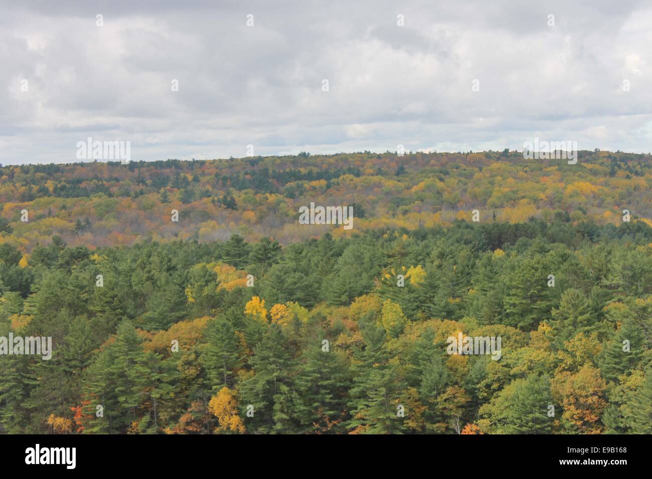 Mix of fall colours. Stock Photo
