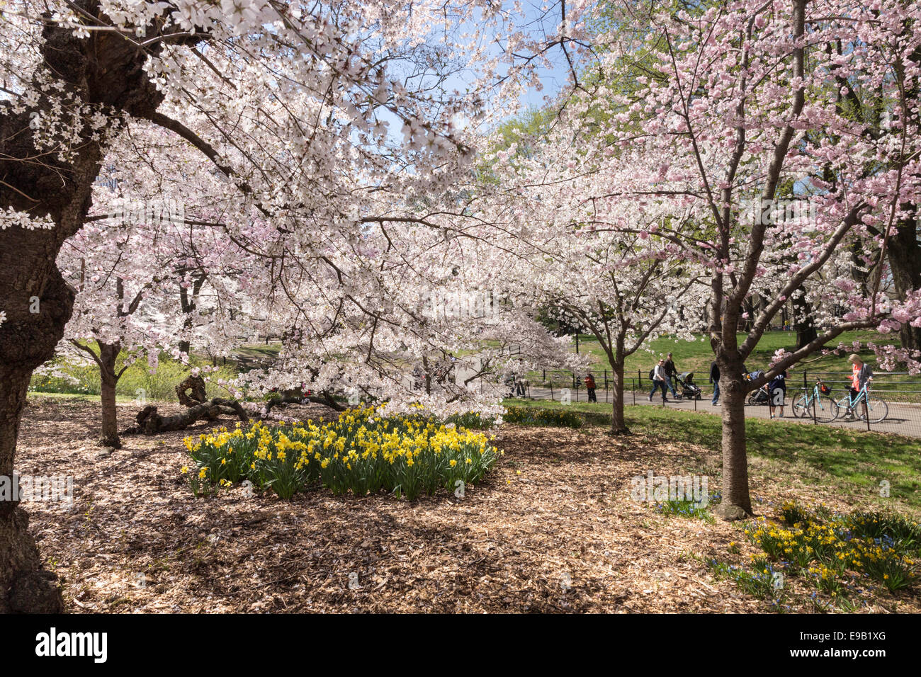 Springtime In New York Central park in the springtime hi-res stock photography and images - Alamy