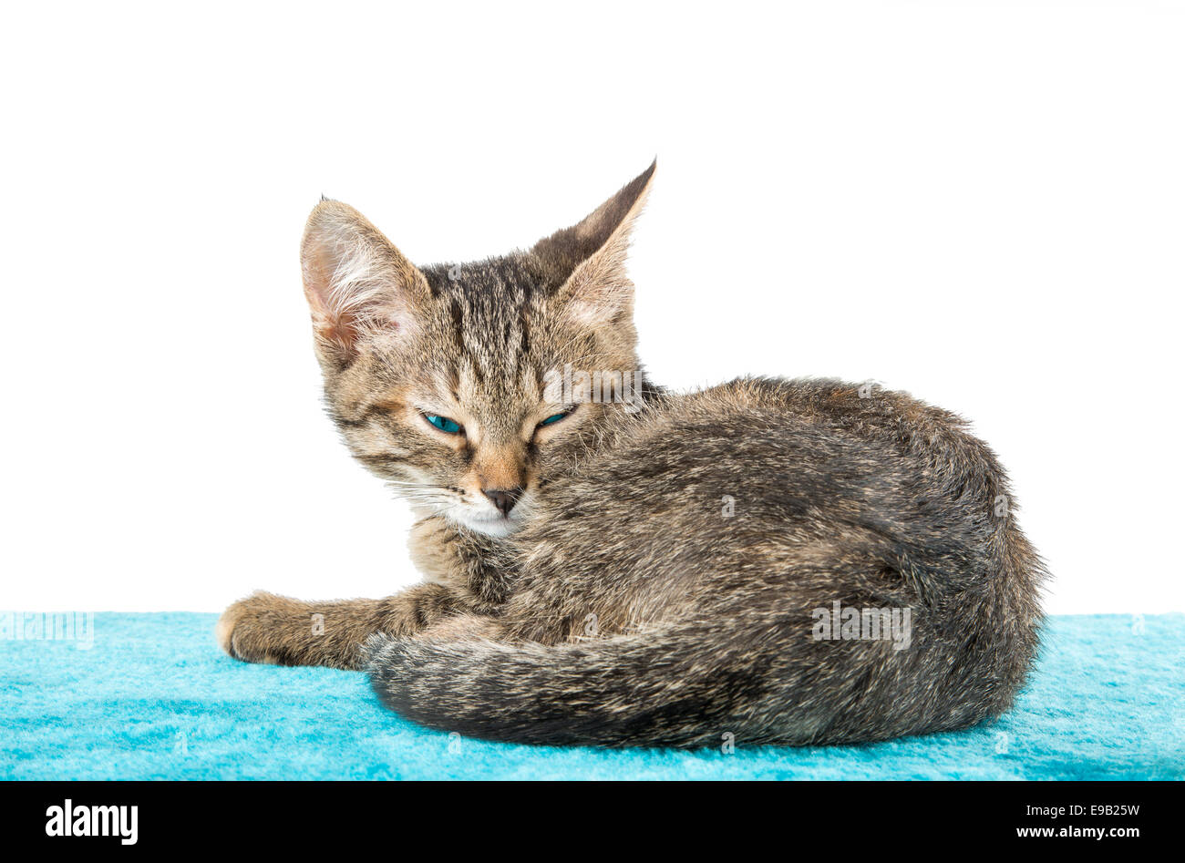 Grey tabby kitten lying on blue plush soft surface Stock Photo - Alamy